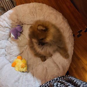 Meet your Posher, Cindy actually my new babu